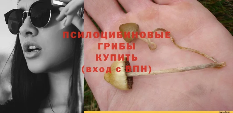 Галлюциногенные грибы Magic Shrooms  Княгинино 